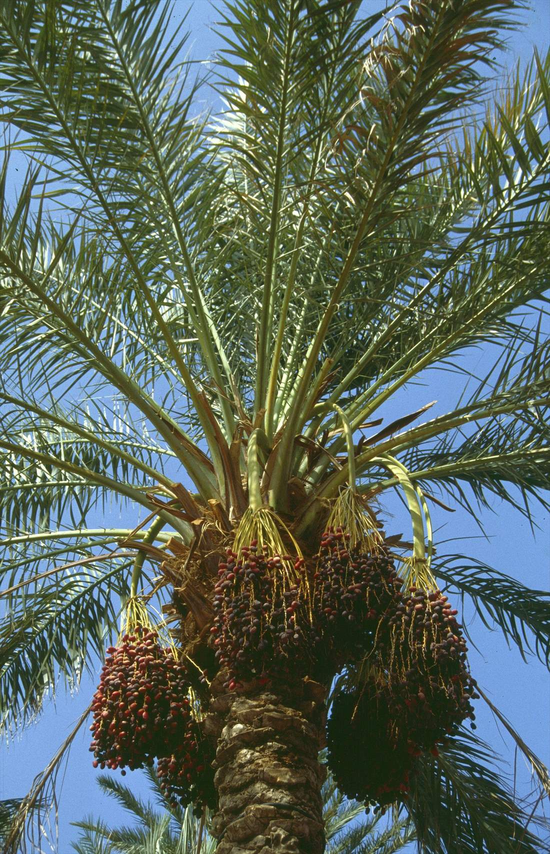 Date palm with ripening fruit clusters in Bam