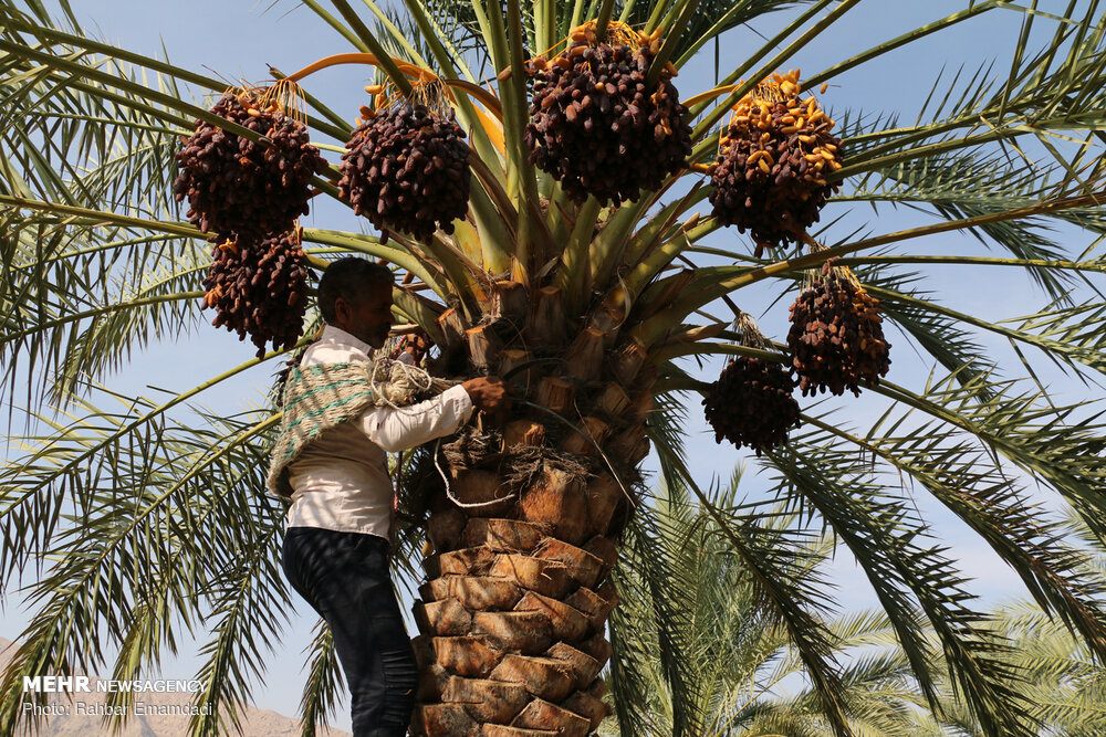 A grower climbing a date palm to harvest fruit clusters