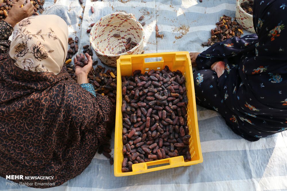 Hand-sorted Piarom dates in a crate at harvest, Hormozgan