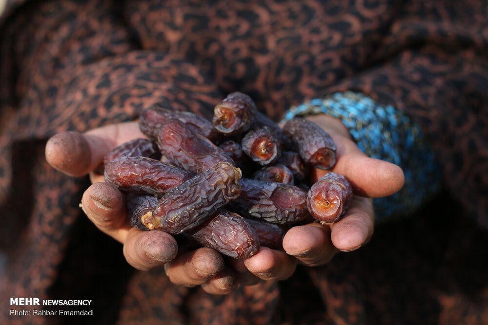 Freshly harvested Piarom dates held in a grower’s hands, Hormozgan