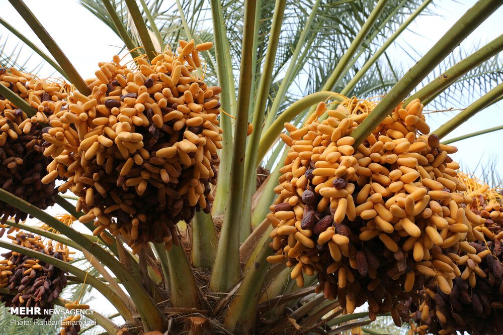 Piarom date clusters ripening on the palm, Hormozgan